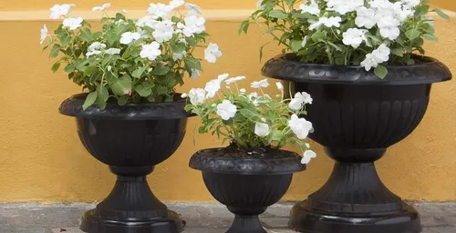 Beru Maceta Copa mini c/base 1